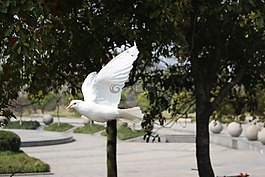 鴿子,秋天,杭州
