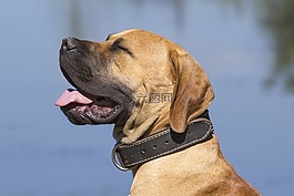 宠物,狗,购买boerboel