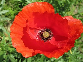 罌粟,紅色,花