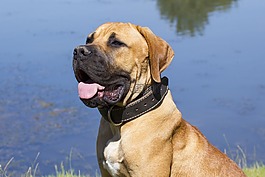 宠物,狗,购买boerboel