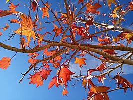 秋,紅葉,葉