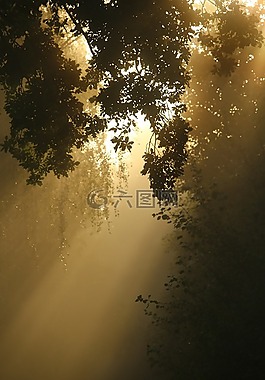 離,霧,樹木