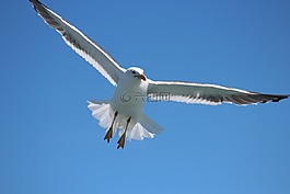 海鷗,飛行,天空