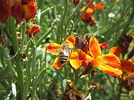 鮮花,橙色,蜜蜂