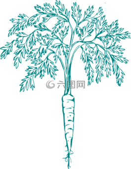 胡蘿卜,葉子,蔬菜