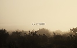 上午,薄霧,野生動物