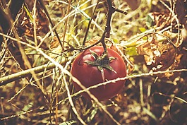 番茄,紅色,植被