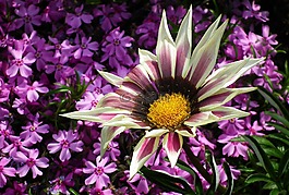 花,杂色菊,彩色