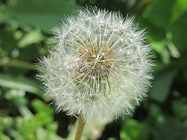 蒲公英,吹,白