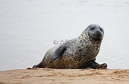 密封,海灘,野生動物