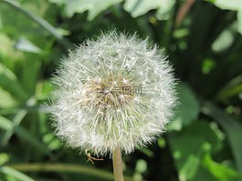 蒲公英,吹,白