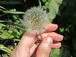 蒲公英,吹,白