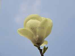 花,白,開(kāi)花