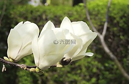花,白,開花