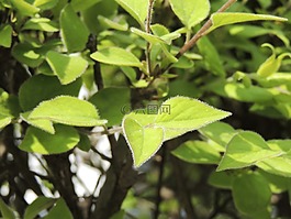 葉子,布什,綠色