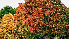 樹(shù),紅色,自然
