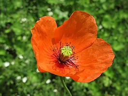 紅罌粟,綠色,花