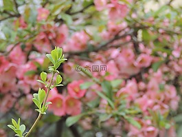 開花,粉紅色,科