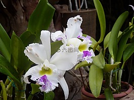蘭花,花,鮮花