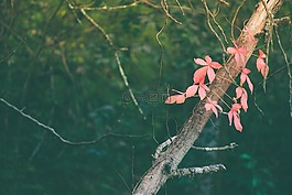 粉紅色,葉子,藤