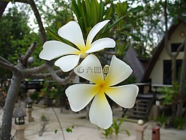 花,盛開,開花