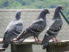 鴿子,屋頂,鳥(niǎo)