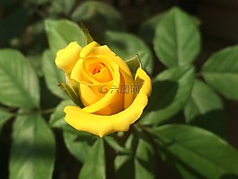 玫瑰,黃色,花