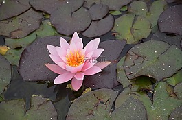 睡蓮,粉紅色,橙