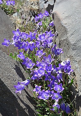 花卉,性質(zhì),宏
