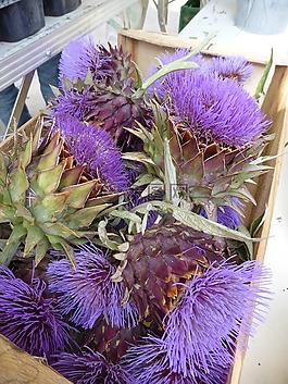 朝鲜蓟,花,紫