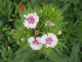 鮮花,植物,白