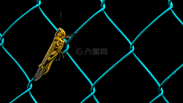 蚱蜢,動(dòng)物,昆蟲(chóng)