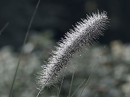 滴,雨,雨滴