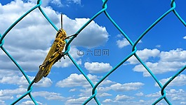 蚱蜢,動(dòng)物,昆蟲(chóng)