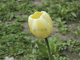 郁金香,白,草