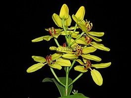 郁金香,郁金香花,郁金香的夜晚