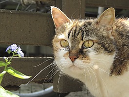 猫,开花,晶须