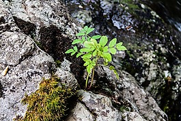 植物,花卉,樹