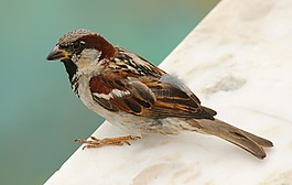 鳥,麻雀,自然