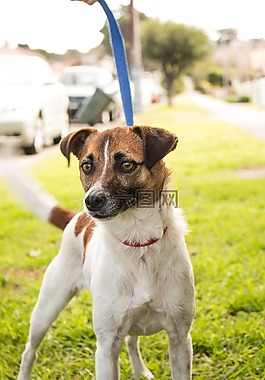 杰克羅素,小獵犬,狗