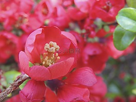 開花,紅色,廠
