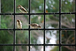 麻雀,窗口,鳥