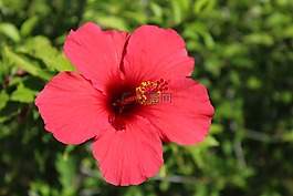 性質(zhì),花,植物
