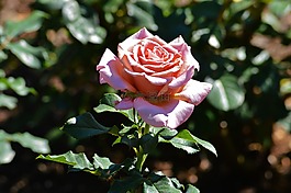 玫瑰,芝加哥植物園,鮮花