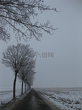 冬季景觀,樹(shù),雪