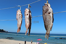 鱼,海,干