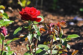 紅玫瑰,芝加哥植物園,鮮花
