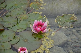粉紅色的水百合,鮮花,水