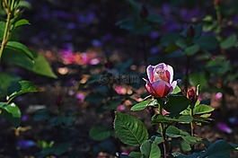 粉紅玫瑰,芝加哥植物園,鮮花