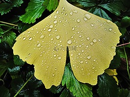 銀杏葉,雨滴,扇形葉